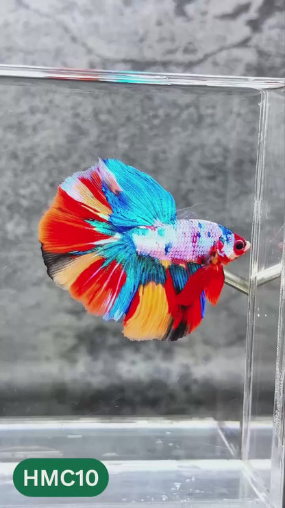 Nemo Halfmoon Male Betta Fish | Order Directly From Farm | You Pick Fish