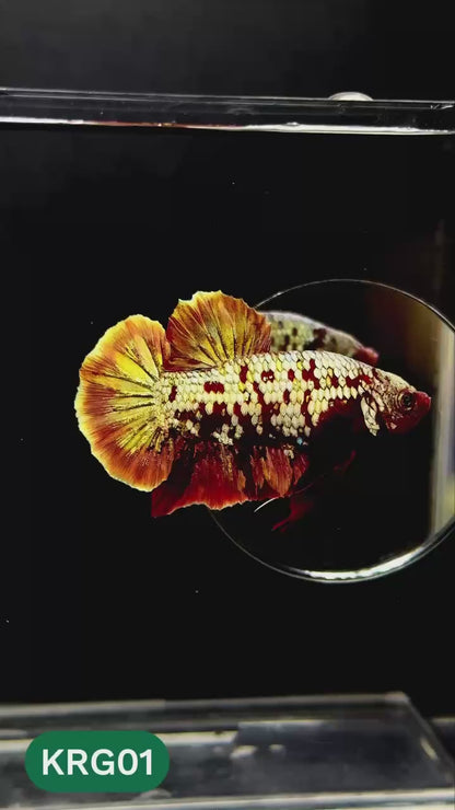 Koi Red Gold Galaxy Plakat Male Betta Fish | You Pick Fish