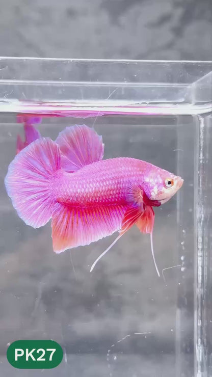 Pink Plakat Male Betta Fish | You Pick Fish | Rare Color