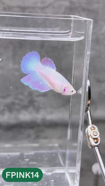 Pink Sakura Halfmoon Female Betta Fish | You Pick Fish