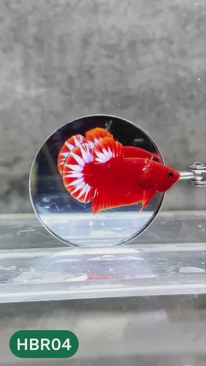 Hellboy Plakat Male Betta Fish | Order Directly From Farm | You Pick Fish