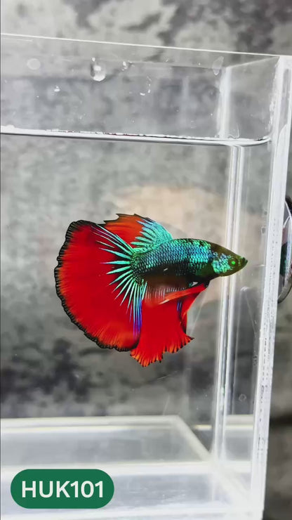 Black Hulk Halfmoon Male Betta Fish | You Pick Fish