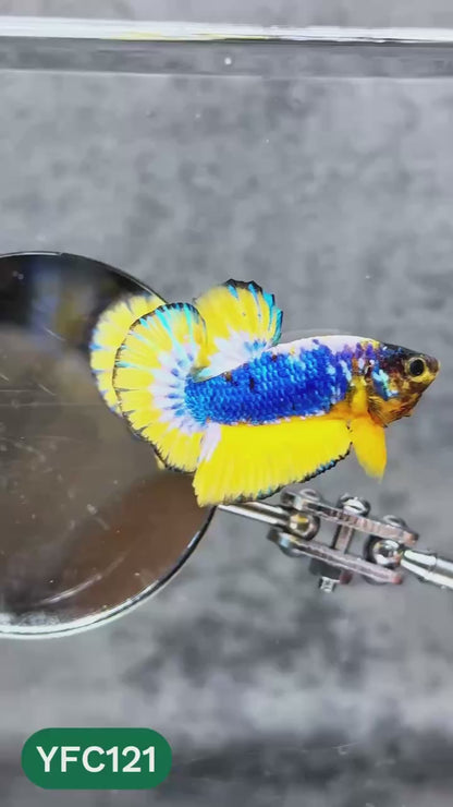 Yellow Fancy Male Betta Fish | Order Directly From Farm | You Pick Fish