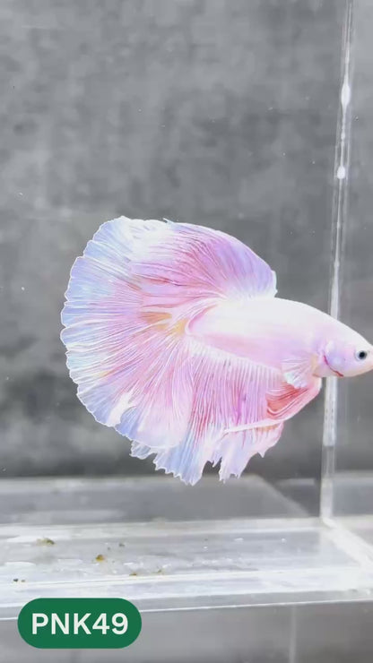 Pink Halfmoon Male Betta Fish | You Pick Fish | Order Directly From Farm