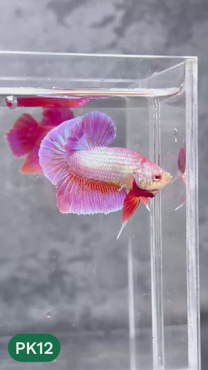 Pink Plakat Male Betta Fish | You Pick Fish | Rare Color