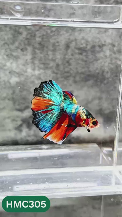 Multicolor Halfmoon Male Betta Fish | High Grade | Order Directly From Farm |  You Pick Fish |