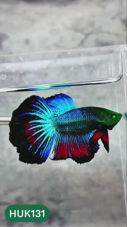 Black Hulk Halfmoon Male Betta Fish | You Pick Fish