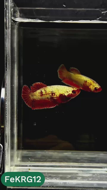 Koi Red Gold Female Betta Fish | You Pick Fish | High Grade