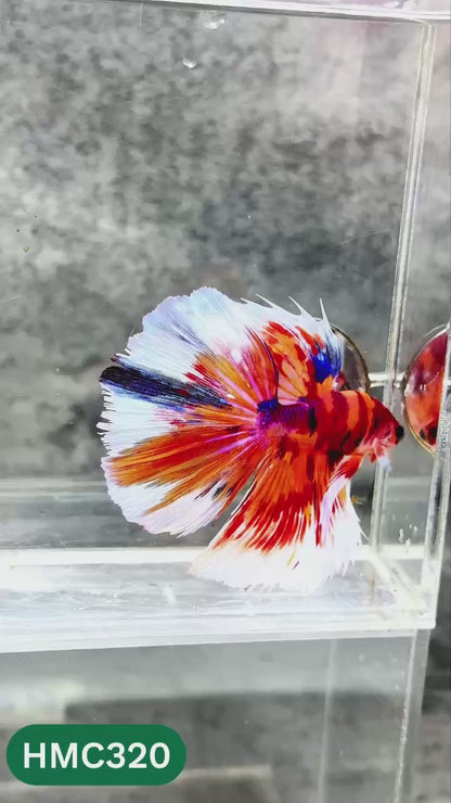 Multicolor Halfmoon Male Betta Fish | High Grade | Order Directly From Farm |  You Pick Fish |
