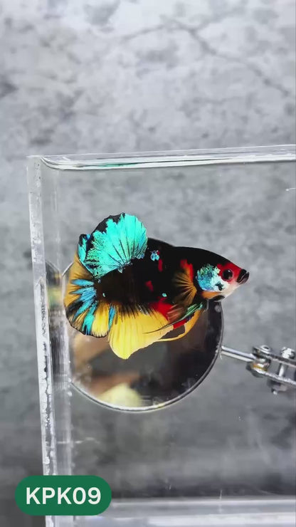 Multicolor Plakat Male Betta Fish |Show Grade|  You Pick Fish