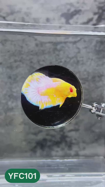 Yellow Fancy Male Betta Fish | Order Directly From Farm | You Pick Fish