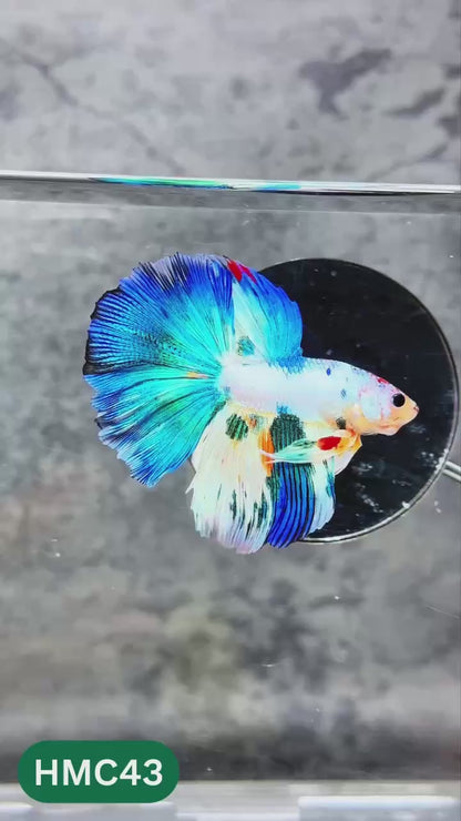 Nemo Halfmoon Male Betta Fish | Order Directly From Farm | You Pick Fish
