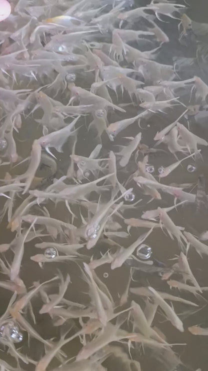 Platinum Angelfish