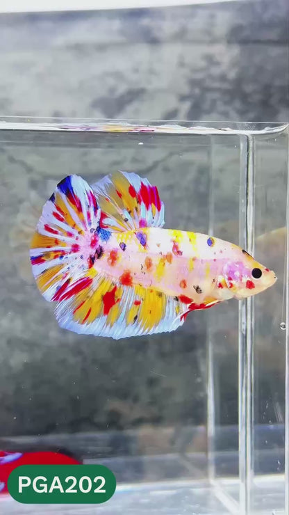 King Giant Plakat Male Betta Fish | You Pick Fish | High Grade