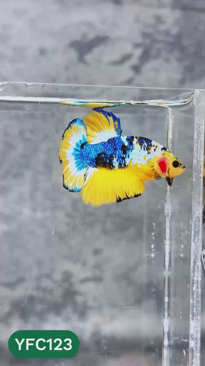 Yellow Fancy Male Betta Fish | Order Directly From Farm | You Pick Fish
