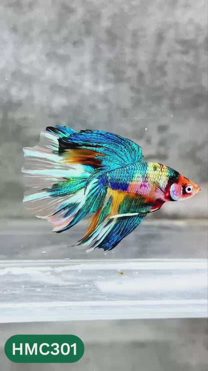 Multicolor Halfmoon Male Betta Fish | High Grade | Order Directly From Farm |  You Pick Fish |