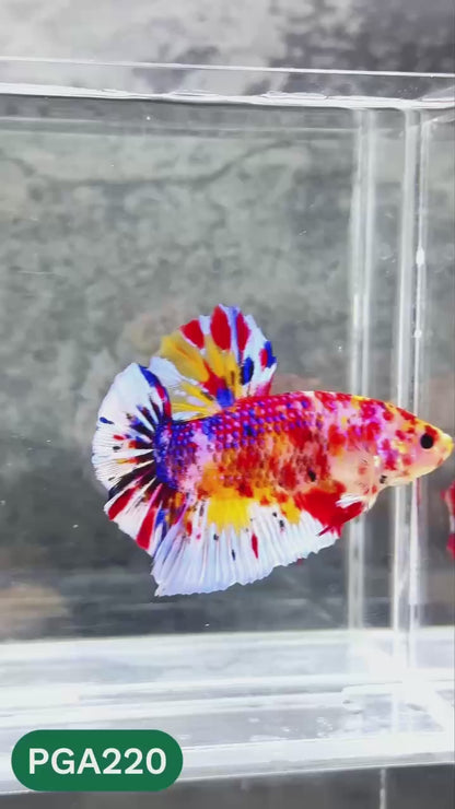 King Giant Plakat Male Betta Fish | You Pick Fish | High Grade