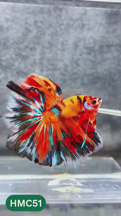 Nemo Halfmoon Male Betta Fish | Order Directly From Farm | You Pick Fish