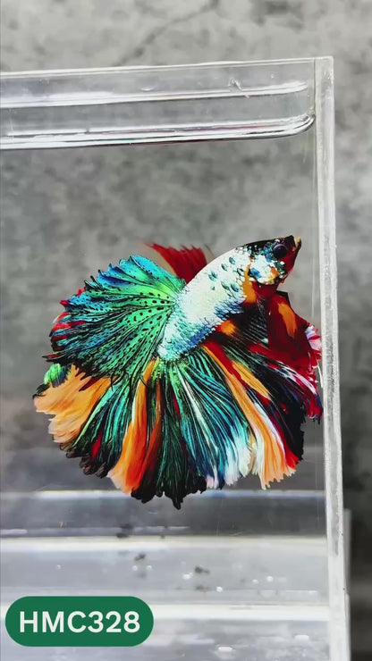 Multicolor Halfmoon Male Betta Fish | High Grade | Order Directly From Farm |  You Pick Fish |