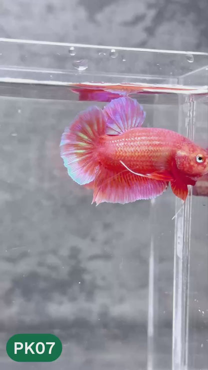 Pink Plakat Male Betta Fish | You Pick Fish | Rare Color