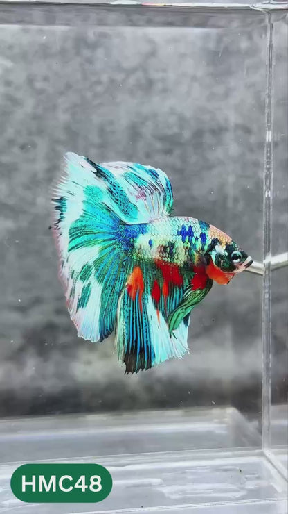 Nemo Halfmoon Male Betta Fish | Order Directly From Farm | You Pick Fish