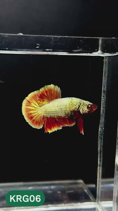 Koi Red Gold Galaxy Plakat Male Betta Fish | You Pick Fish