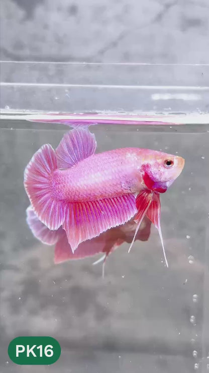 Pink Plakat Male Betta Fish | You Pick Fish | Rare Color
