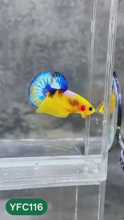 Yellow Fancy Male Betta Fish | Order Directly From Farm | You Pick Fish