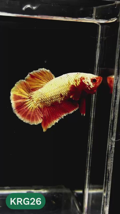 Koi Red Gold Galaxy Plakat Male Betta Fish | You Pick Fish