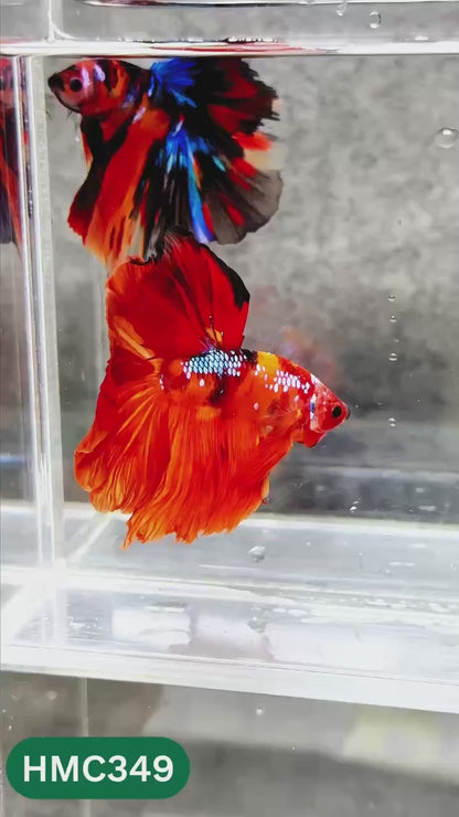 Multicolor Halfmoon Male Betta Fish | High Grade | Order Directly From Farm |  You Pick Fish |