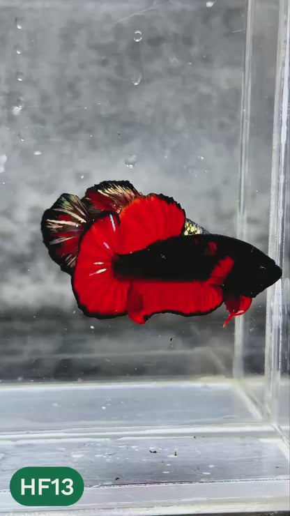 Dark Flame Hellfire Plakat Male Betta Fish | You Pick Fish | Rare Betta