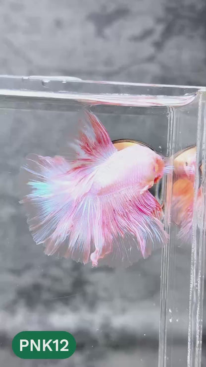 Pink Halfmoon Male Betta Fish | You Pick Fish | Order Directly From Farm