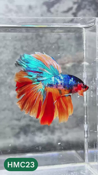 Nemo Halfmoon Male Betta Fish | Order Directly From Farm | You Pick Fish