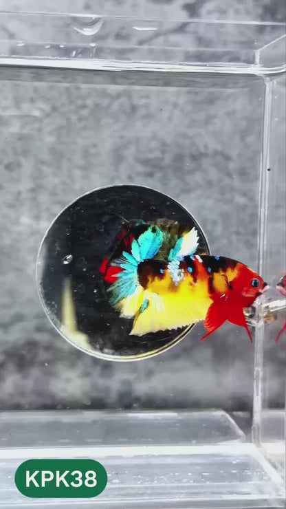 Multicolor Plakat Male Betta Fish |Show Grade|  You Pick Fish