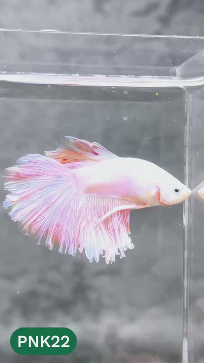Pink Halfmoon Male Betta Fish | You Pick Fish | Order Directly From Farm