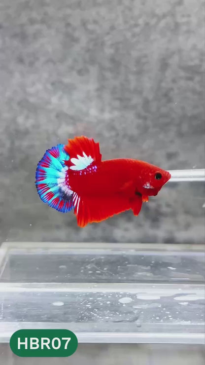 Hellboy Plakat Male Betta Fish | Order Directly From Farm | You Pick Fish