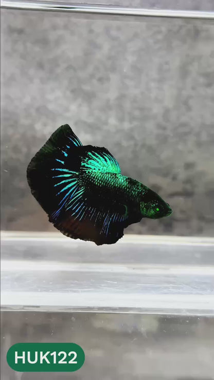 Black Hulk Halfmoon Male Betta Fish | You Pick Fish