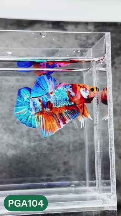 King Giant Plakat Male Betta Fish | You Pick Fish | High Grade