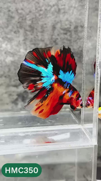 Multicolor Halfmoon Male Betta Fish | High Grade | Order Directly From Farm |  You Pick Fish |