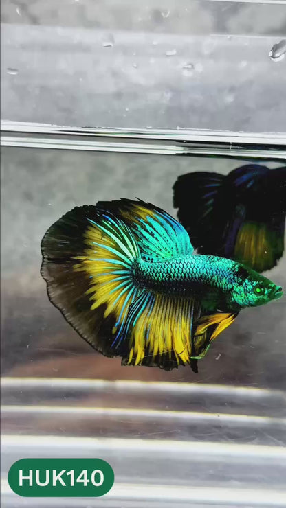 Black Hulk Halfmoon Male Betta Fish | You Pick Fish