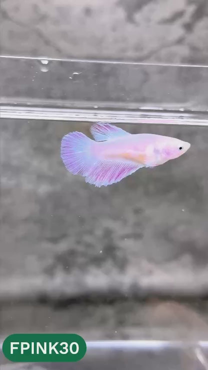 Pink Sakura Halfmoon Female Betta Fish | You Pick Fish
