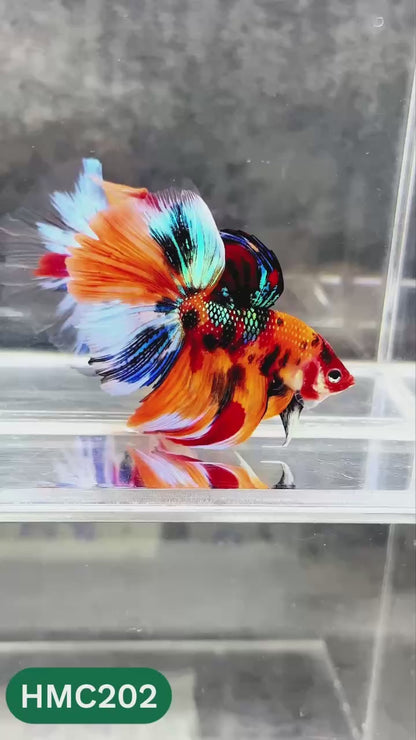 Multicolor Halfmoon Male Betta Fish | Order Directly From Farm | You Pick Fish
