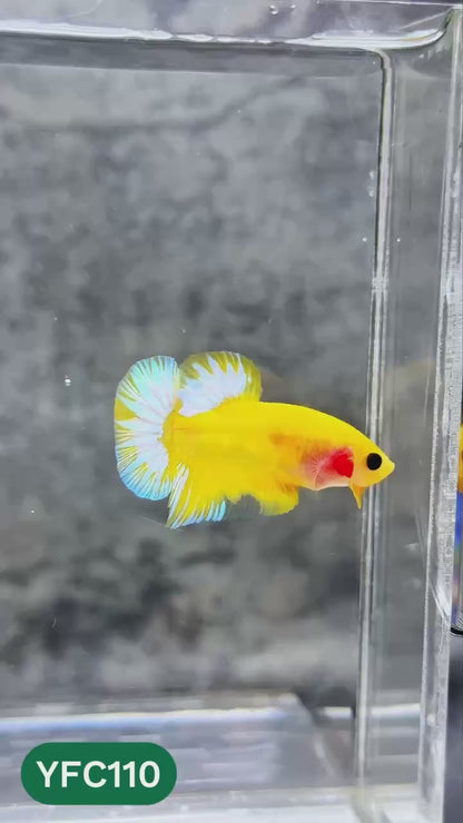 Yellow Fancy Male Betta Fish | Order Directly From Farm | You Pick Fish