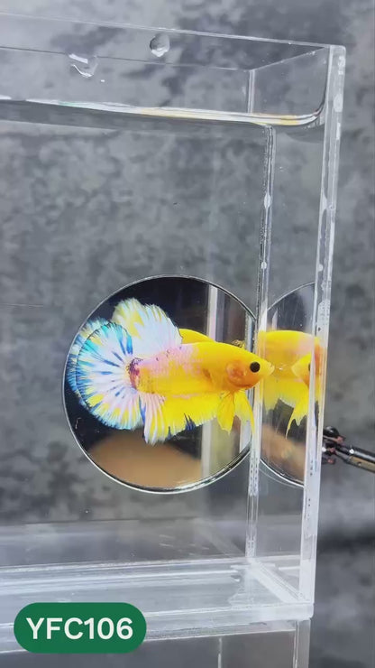 Yellow Fancy Male Betta Fish | Order Directly From Farm | You Pick Fish