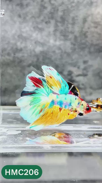 Multicolor Halfmoon Male Betta Fish | Order Directly From Farm | You Pick Fish