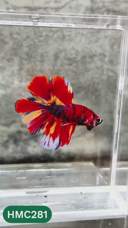 Multicolor Halfmoon Male Betta Fish | High Grade | Order Directly From Farm |  You Pick Fish |