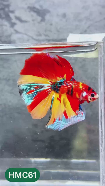 Nemo Halfmoon Male Betta Fish | Order Directly From Farm | You Pick Fish