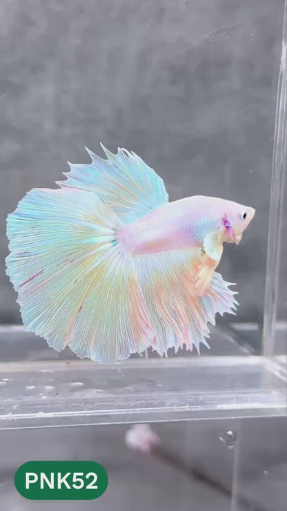Pink Halfmoon Male Betta Fish | You Pick Fish | Order Directly From Farm