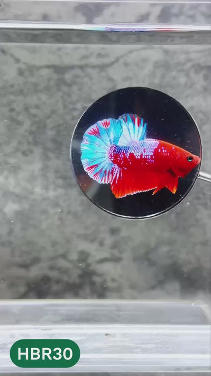 Hellboy Plakat Male Betta Fish | Order Directly From Farm | You Pick Fish