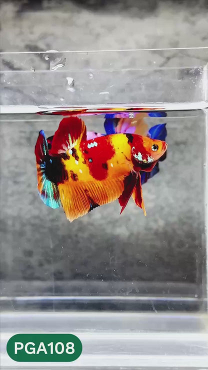 King Giant Plakat Male Betta Fish | You Pick Fish | High Grade